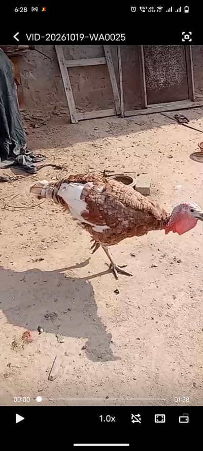 Turkey Pair sale