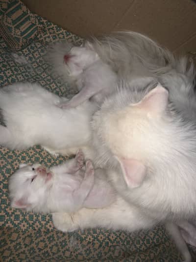 Persian cat with 4 kittens