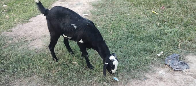 pat goat 14 momth