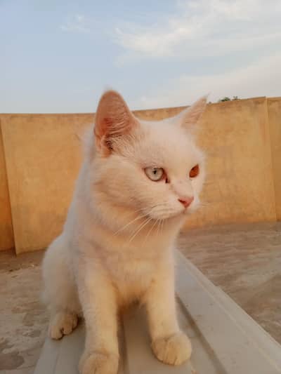 Double eyes color billa