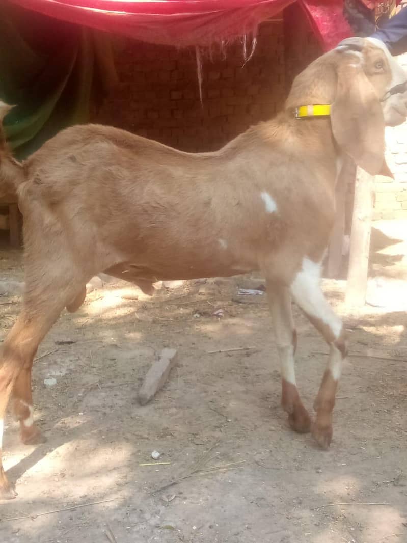 Bakra 0