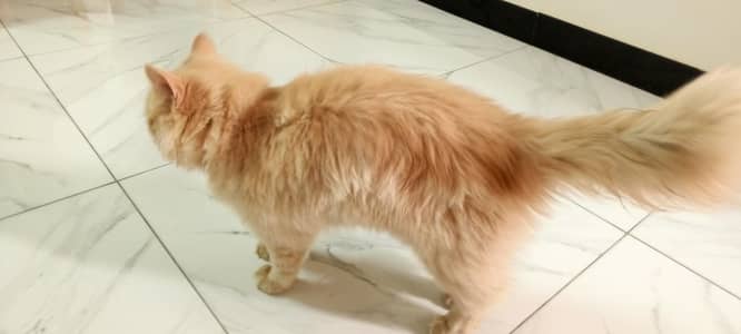 Cat for sale