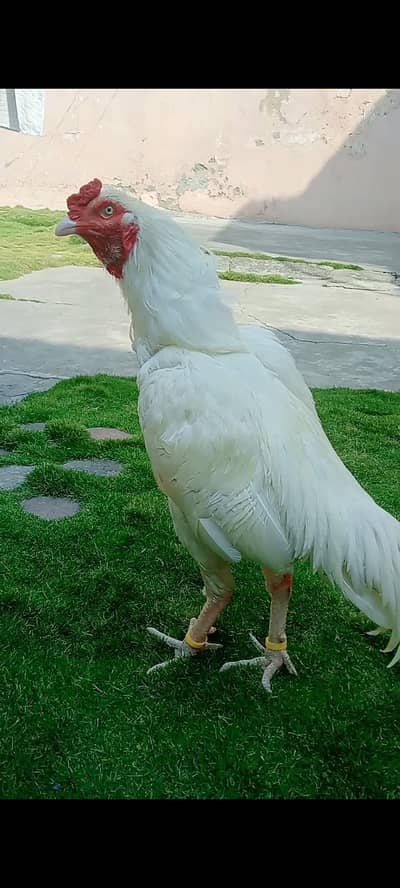 hera male for sale