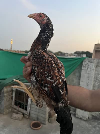 Aseel Patti for sale