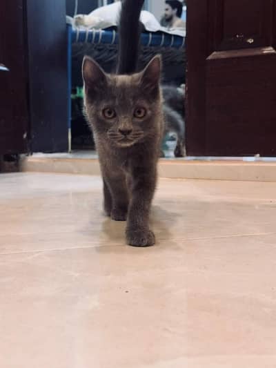British Short Hair- Grey 2 Months Male