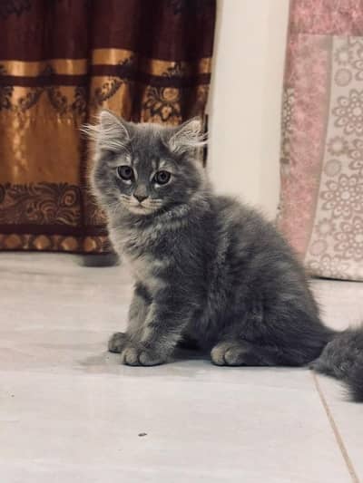 limited Persian Triple Coat Mix- shinny grey mix