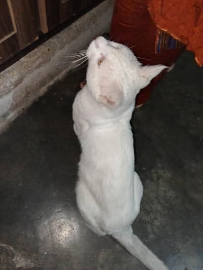 azzie cats
