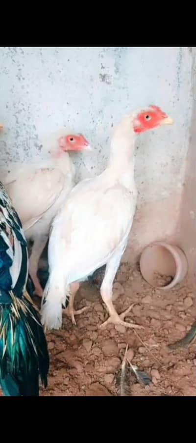 Heera Aseel nad Jawa Aseel avilable