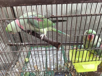 Kashmiri Raw Parrots, talking Parrots pair