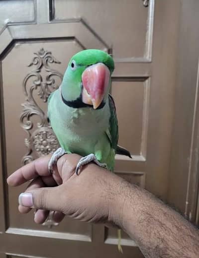 Kashmir Raw parrot hand tam