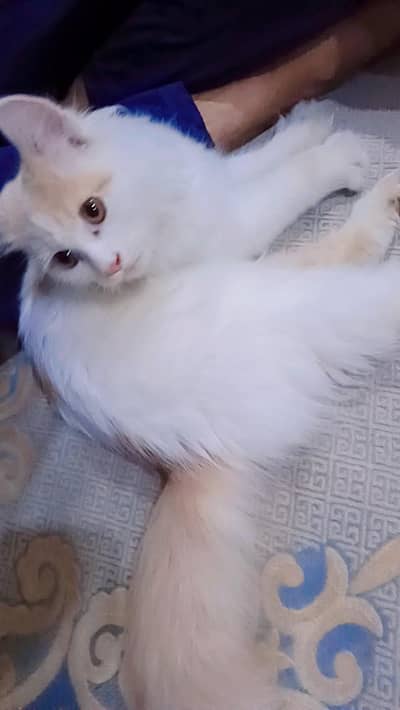 cat for sale