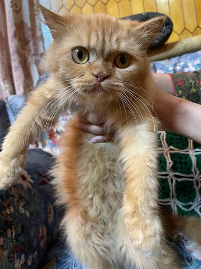 Beautiful Persian Female Kitten for Sale – Rs. 25,000