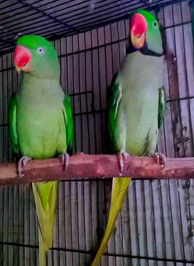 beautiful kashmiri Pahari parrot