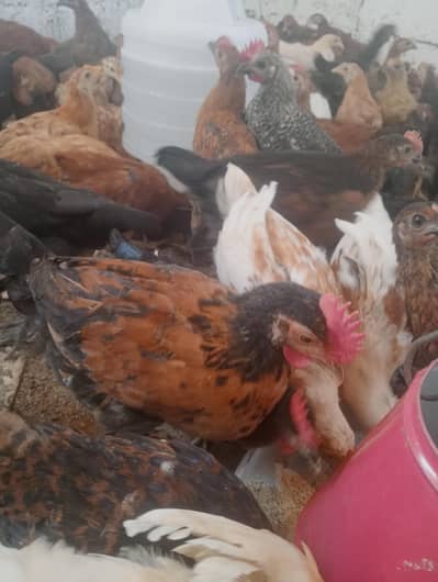 Golden misri checks for sale