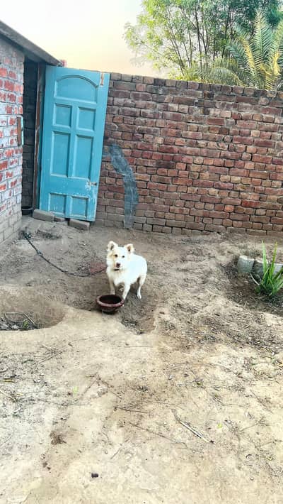 Russian Breed White Dog for Sale – 7 Months Old