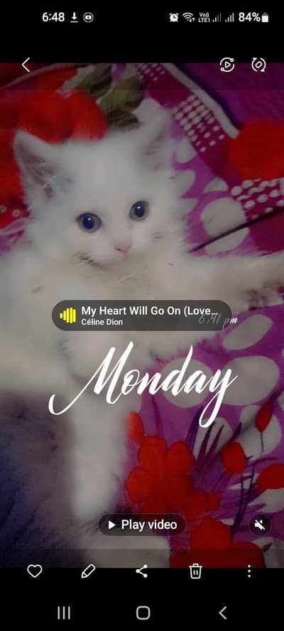 Pareshan kitten