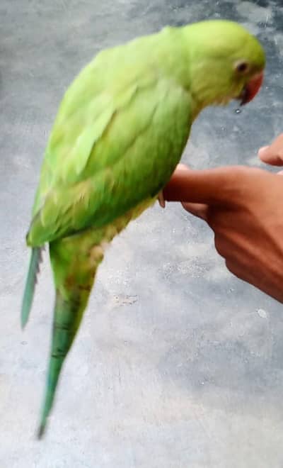 hand time talking parrot patha ha abhi  gisko chahiya rabta kara