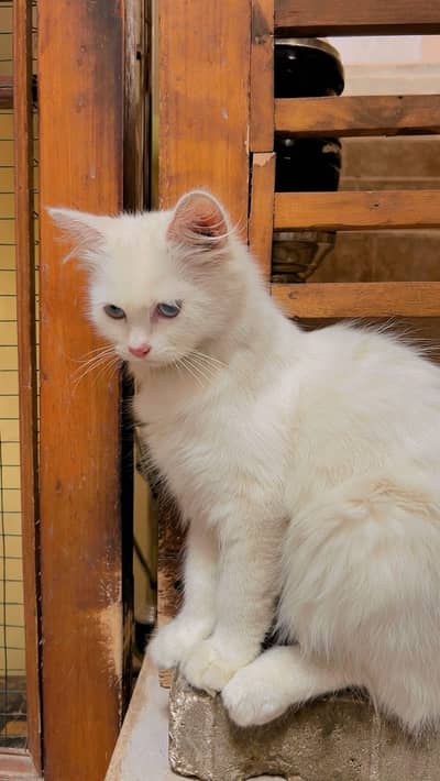 Persian white female cat