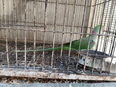 Pahari , Raw , Alexander  talking parrot