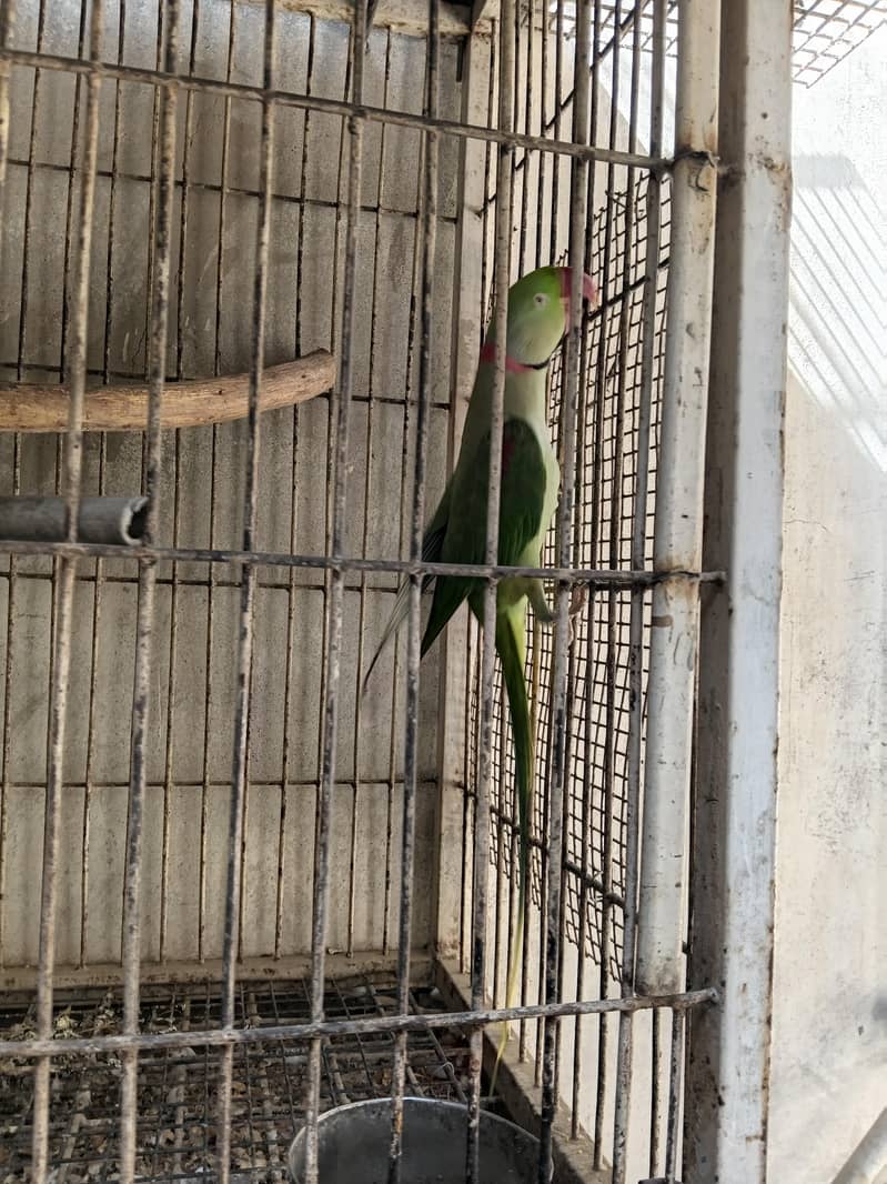 Pahari , Raw , Alexander talking parrot - Parrots - 1120905049