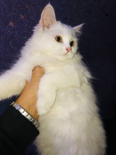 White color persian
