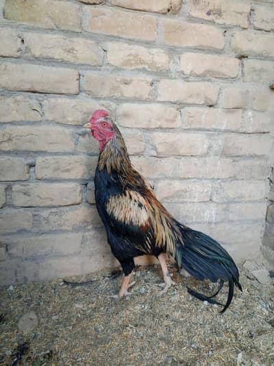 urgent sale