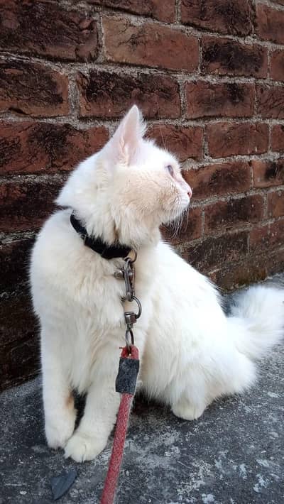 Persian double coated male cat