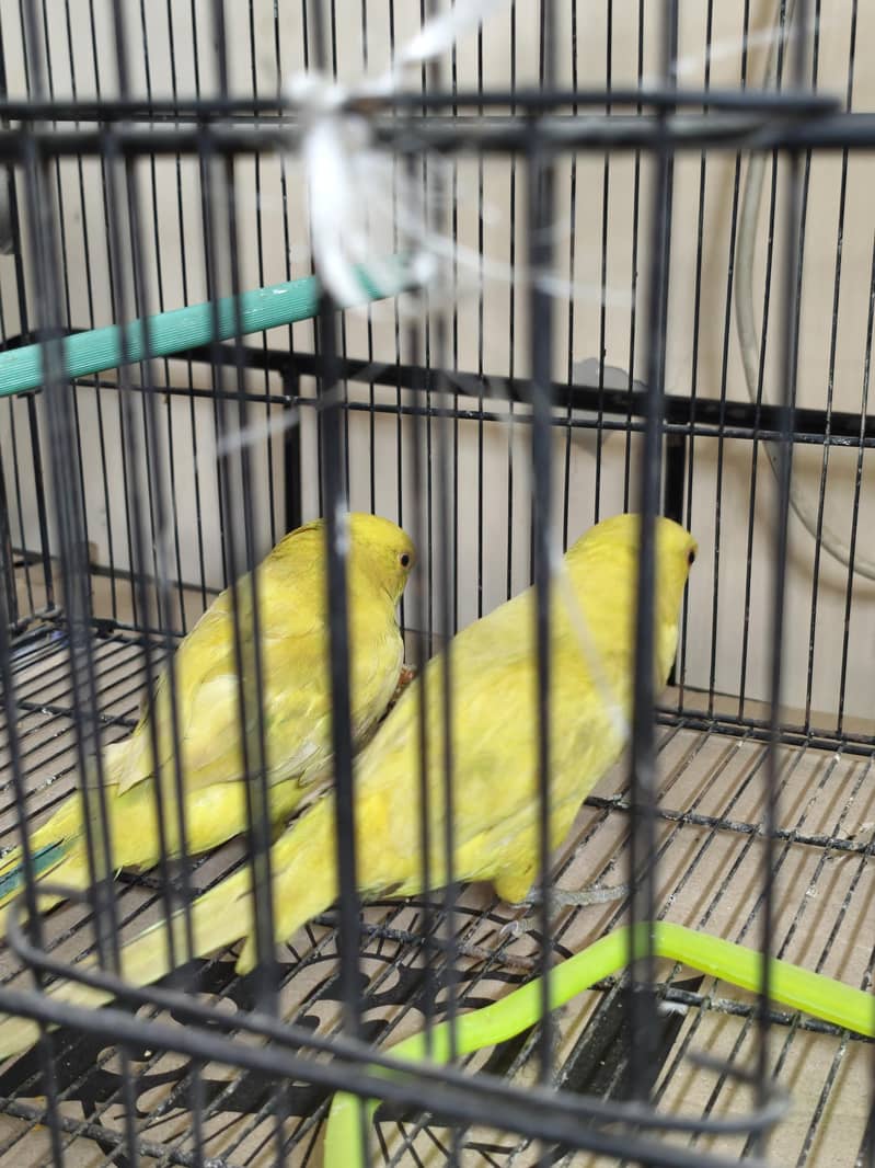 yellow ring neck 0