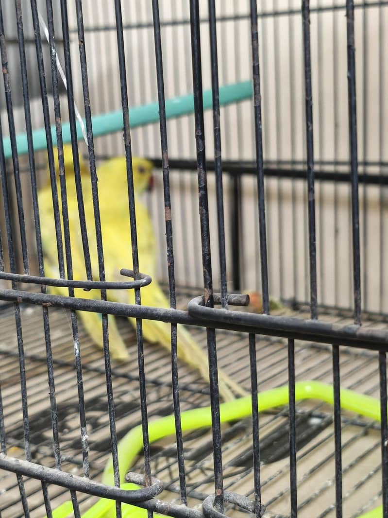 yellow ring neck 1