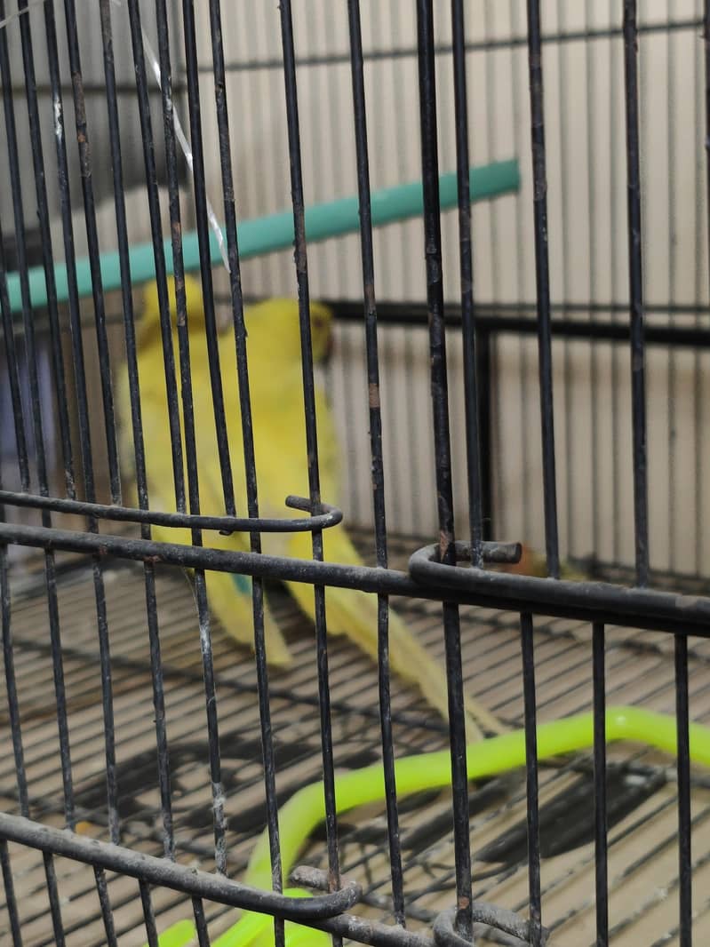 yellow ring neck 2