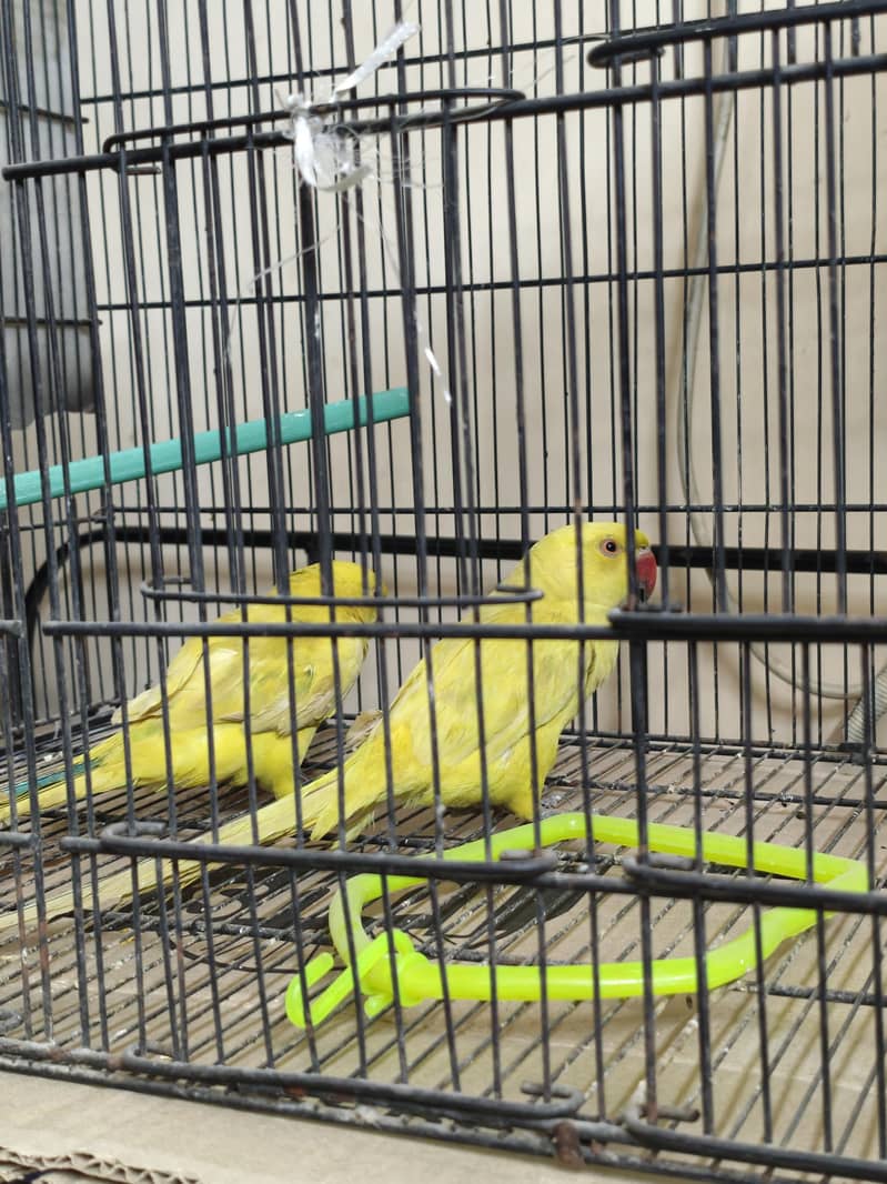 yellow ring neck 4