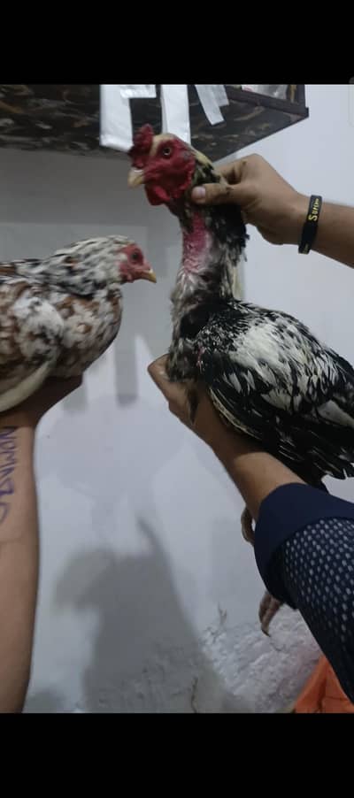 male Thai  croos high Quality