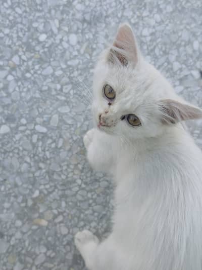 Cat for sale