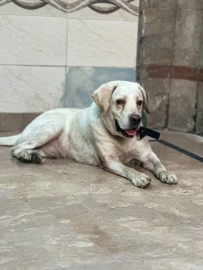 british labrador male