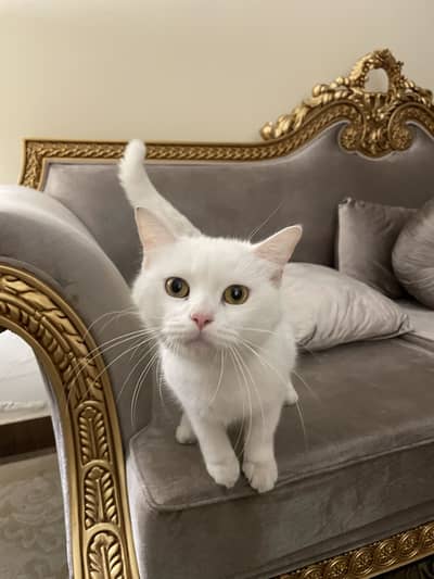 Pure Persian Trained Female Cat