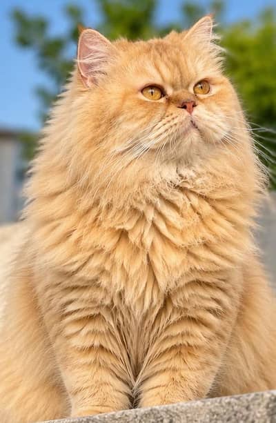 adult Parsian cat