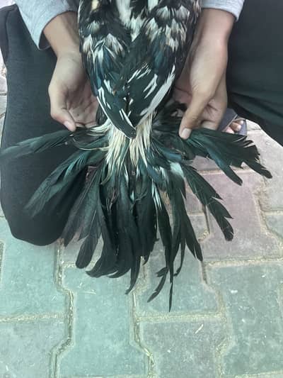 Indian parrot beak cross