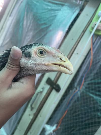 Indian parrot beak cross