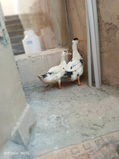 Ducks