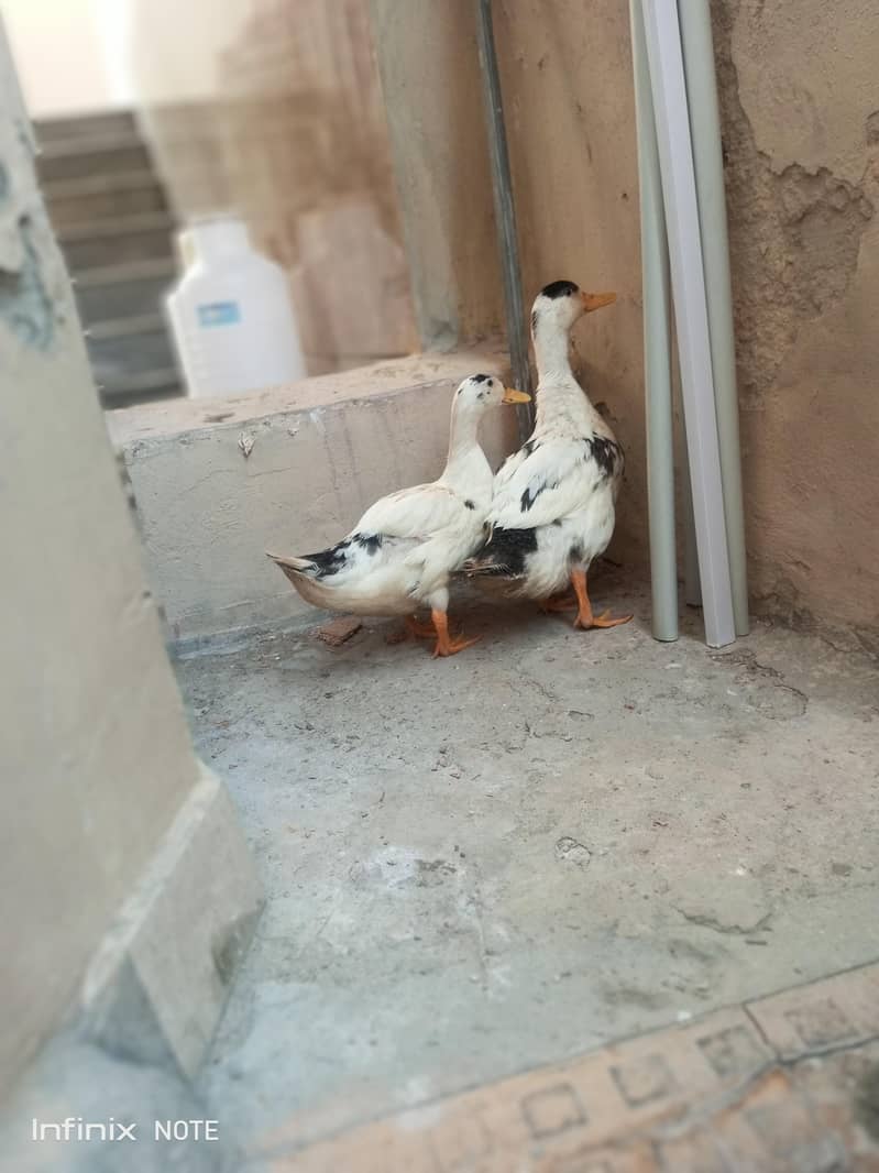 Ducks 0