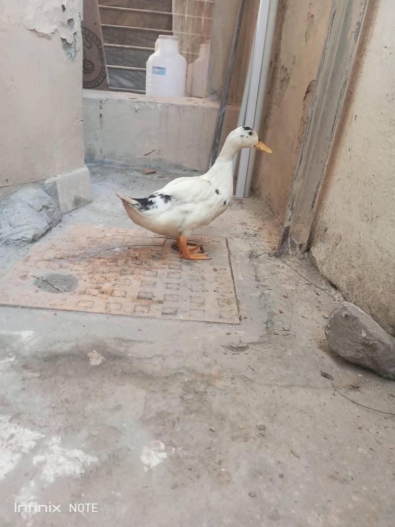 Ducks 1