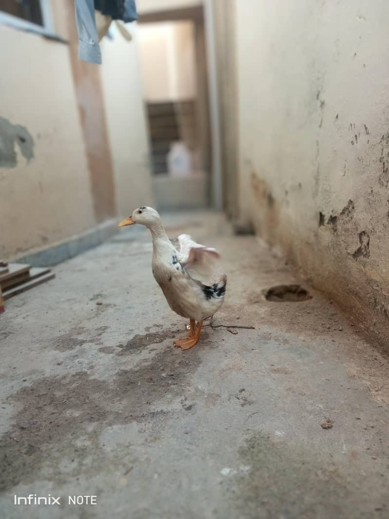 Ducks 2