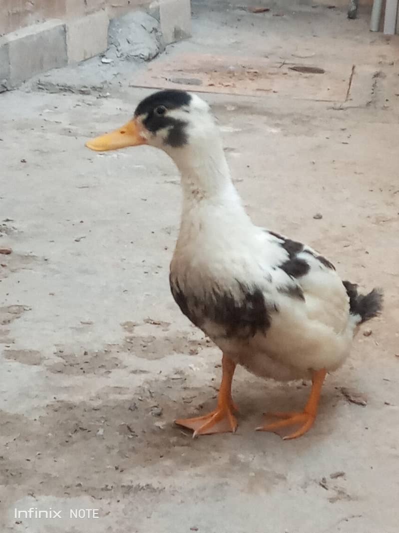 Ducks 3