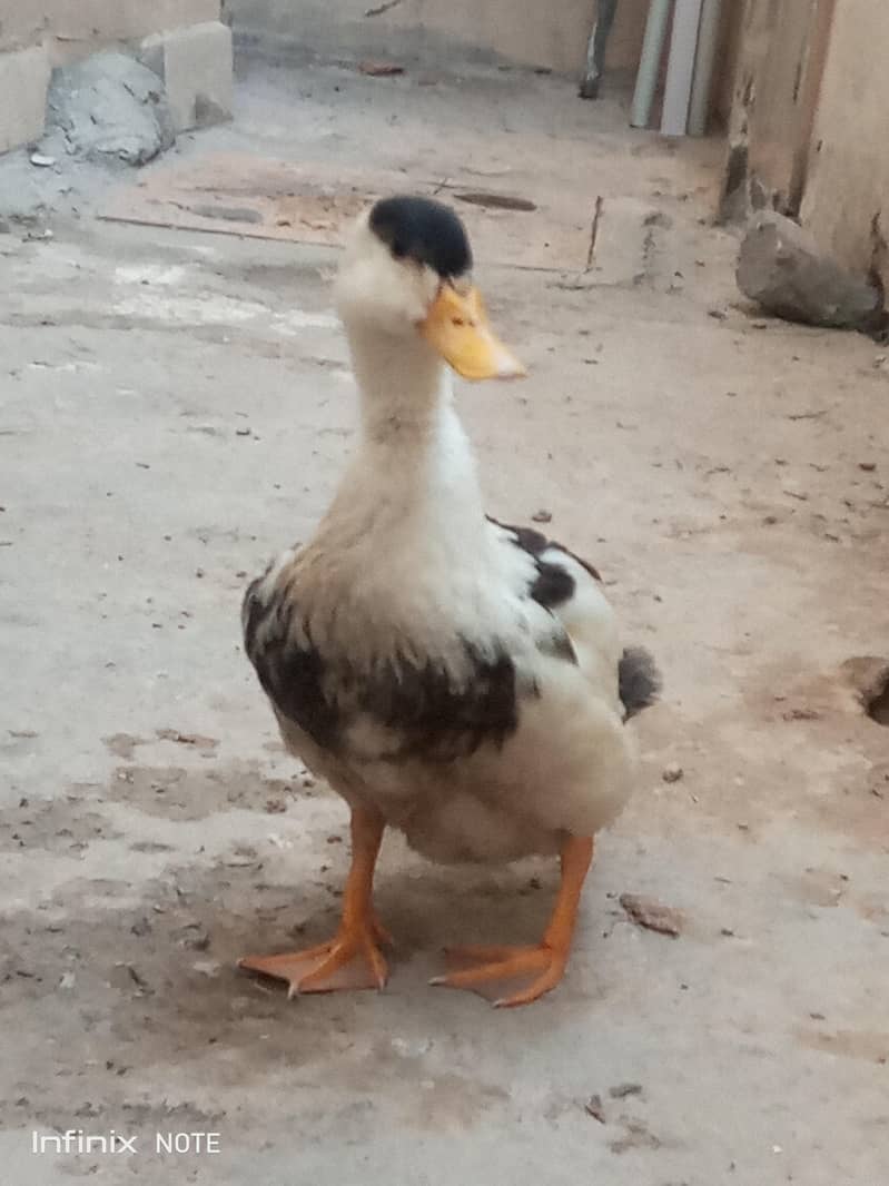 Ducks 4