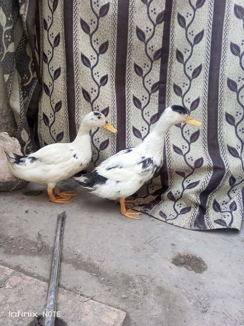 Ducks 5