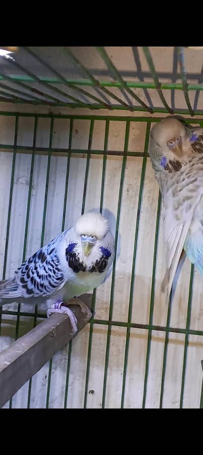 2 TCB Exhibition Males 03092858762