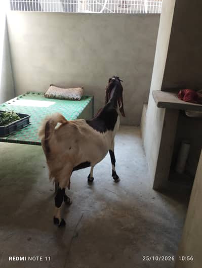 kamori bakri full active healthy pragnet 2/3 will deliver insha'Allah