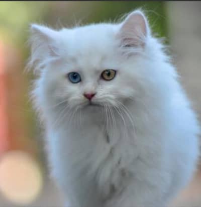 Odd eyes pure white Female Cat 03069801818