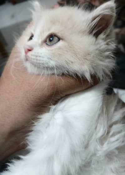Adorable Persian Kittens for Sale | Cute, Fluffy & Playful