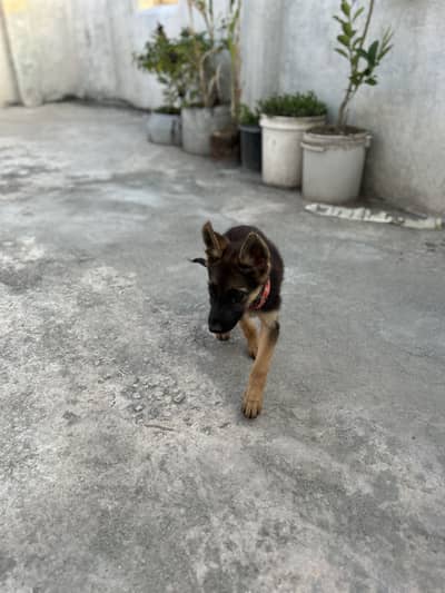 Dog for sale